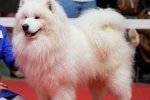 TENDENCY-DOGS-TODD OF KARASEA